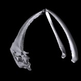 The whale crania with the proximal ends of each mandible pulled out from the base of the skull